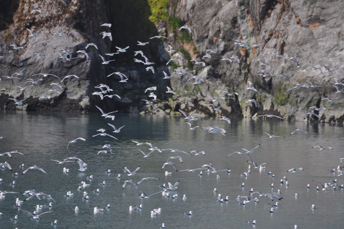 flock of birds flying low above water